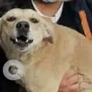 A White Indie Dog Missing from Raigar Pura, khalsa-3