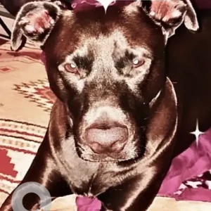 A Black Lab Mix Dog Missing from Park Hill Playground/Pratt Road