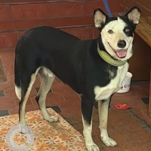 A Black and White Indie Dog Missing from Domlur