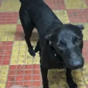 A Black Indie Dog Missing from Aarey Colony-2