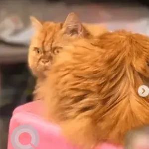 A Orange Persian Dog Missing from Channasandra, Rajarajeshwari nagar