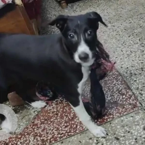 A Black and White Indie Dog Missing from New Delhi-2