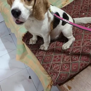 A White-Brown Mix Beagle Dog Found from Shaniwar Peth, Pune-2