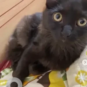 A Black Persian Cat Missing from HSR sector 1-2