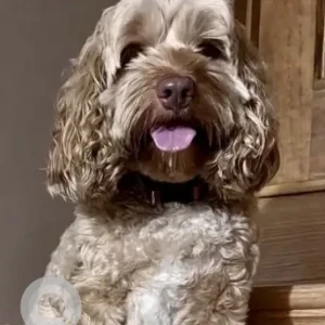 A White-Brown Mix Cockapoo Dog Missing from Near Cranberry Bogs