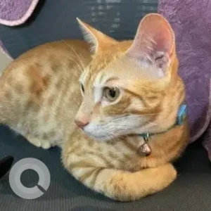 A Orange Ginger cat Cat Missing from Hoodi, Raja Ritz Avenue