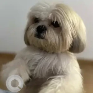 A White Shih Tzu Dog Missing from Haddows road 1st street