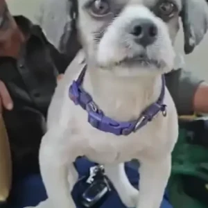 A Grey-White Mix Shih Tzu Dog Found from Bassappa Road-2
