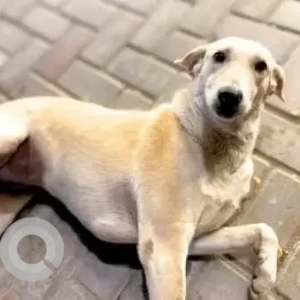 A White-Brown Mix Indie Dog Missing from Noida