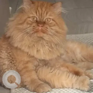 A Brown Persian Cat Missing from Azizi 15, Meydan