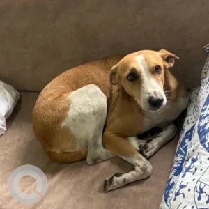 A White-Brown Mix Indie Dog Missing from Sadashiv Peth, Pune