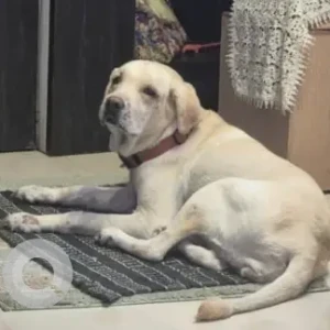 A Light Brown Labrador Dog Missing from Mumbai