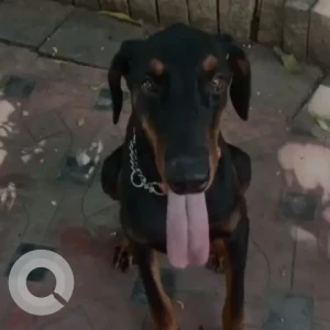 A Black Doberman Dog Missing from Nungambakkam Income Tax Office-2
