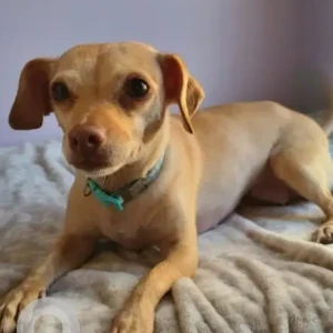 A Light Brown Chihuahua X Dog Missing from Hayward St & Main St