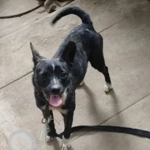 A Black and White Pitbull Indie mix Dog Found from Asha Township, Doddegubbi-2
