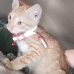 A White-Brown Mix Ginger cat Cat Missing from Loknete Eknath Munde Garden