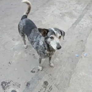 A Black and White Indie Dog Missing from Mayur vihar phase 2
