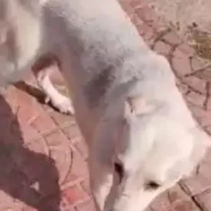 A White Indie Dog Missing from 18 Main Service Rd Opp I/O Bunk, Sec 2 HSR Layout-3