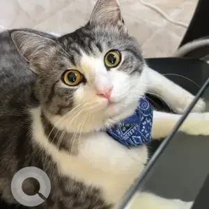 A Grey-White Mix Scottish Fold Cat Missing from Al Rashidiya Area