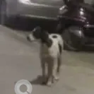 A Black and White Indie Dog Found from MB road, New Delhi-2