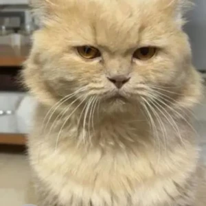 A Light Brown Persian Cat Missing from Hennur