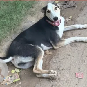 A Black and Brown Indie Dog Missing from Sector 65