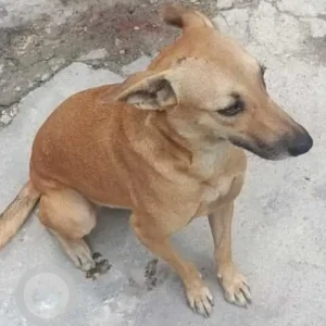 A White-Brown Mix Indie Dog Missing from New Delhi