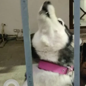 A Grey-White Mix Husky Dog Missing from Lalitpur Metropolitan city-17, Sadobato-2