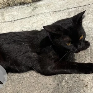 A Black Indie Cat Found from Jayanagar SRK garden