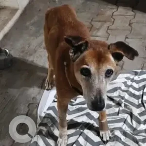 A White-Brown Mix Indie Dog Missing from Kensington Road, Ulsoor Lake