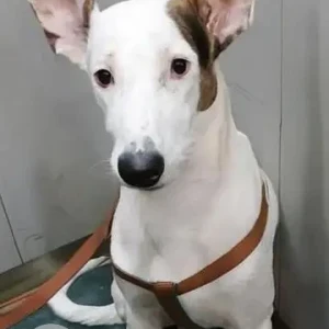 A White Indie Dog Missing from Nangli Gol Chakkare, Jaypee Kosmos, 134 Noida