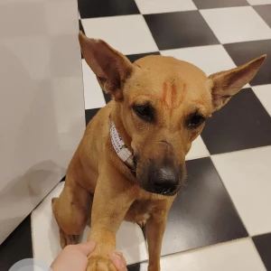 A Black and Brown Indie Dog Missing from E Block, Chennai