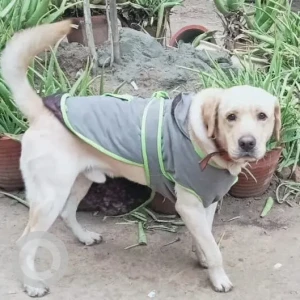 A Light Brown Labrador Dog Found from Dilli Haat, NSP, Pitampura-3