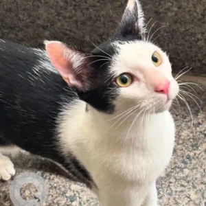 A Black and White Calico Cat Missing from Maidan Garhi Extention, Chattarpur