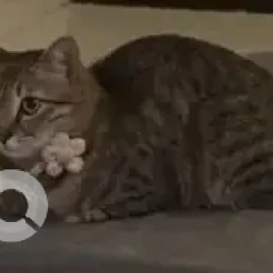 A Black and White Indie Cat Missing from Bengaluru-2