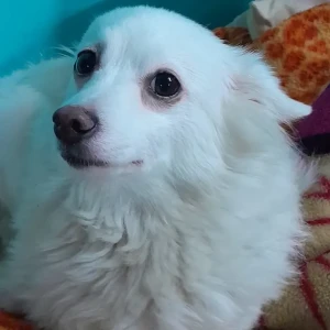 A White Pomeranian Dog Missing from Patel Nagar, New Delhi-2