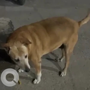 A White-Brown Mix Indie Dog Missing from New Delhi-2