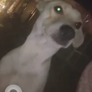 A White-Brown Mix Indie Dog Missing from Tughlakabad, New Delhi