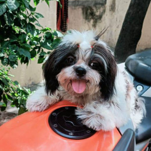 A Black and White Shih Tzu Dog Missing from K. K. Nagar, Chennai