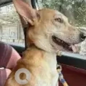 A White-Brown Mix Indie Dog Missing from Jalandhar-2