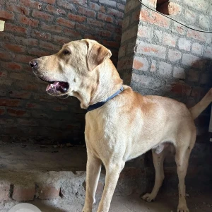 A Golden Indie Dog Found from Iyapakkam, Chennai-3