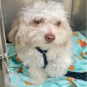 A White Maltese/Poodle Mix Dog Found from Bowdoin Ave Dorchester