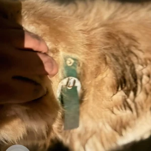 A Brown Golden Retriever Dog Found from Shivajinagar, Pune-2