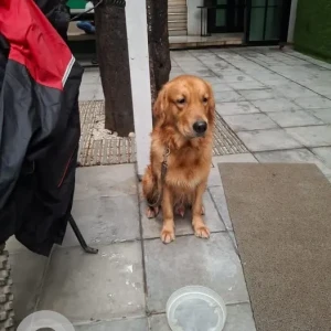 A Golden Golden Retriever Dog Found from Mumbai