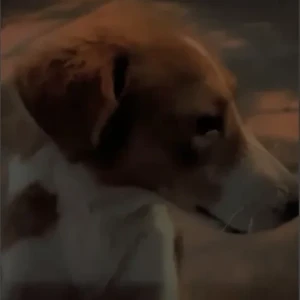 A White-Brown Mix Indie Dog Missing from New Delhi