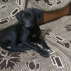 A Black Indie Dog Missing from Siddhatri Enclave, Gali no 3, Jain Road-3