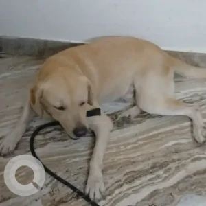 A Light Brown Labrador Dog Found from Al khader, Shenoy nagar