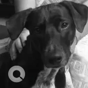 A Black Indie Dog Missing from Sri Balaji Krupa Layout, RK Hegde Nagar-2