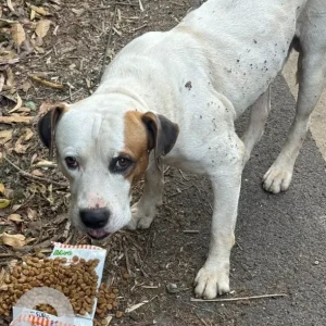 A White-Brown Mix Indie mix Dog Found from Siolim