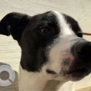 A Black and White Indie Dog Missing from Dabri, New Delhi-2